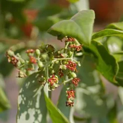Secret Sandalwood – luksuzna kombinacija cvjetnih, začinjenih i drvenastih nota s naglaskom na sandalovinu, pačuli i puderaste tonove
