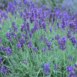 MIRISNO ULJE LAVANDA